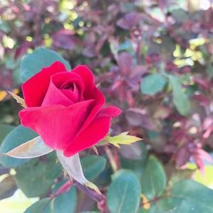 Meet your Posher, Wine